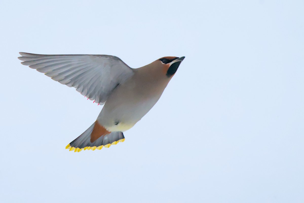 brkoslav severní - ML648520352