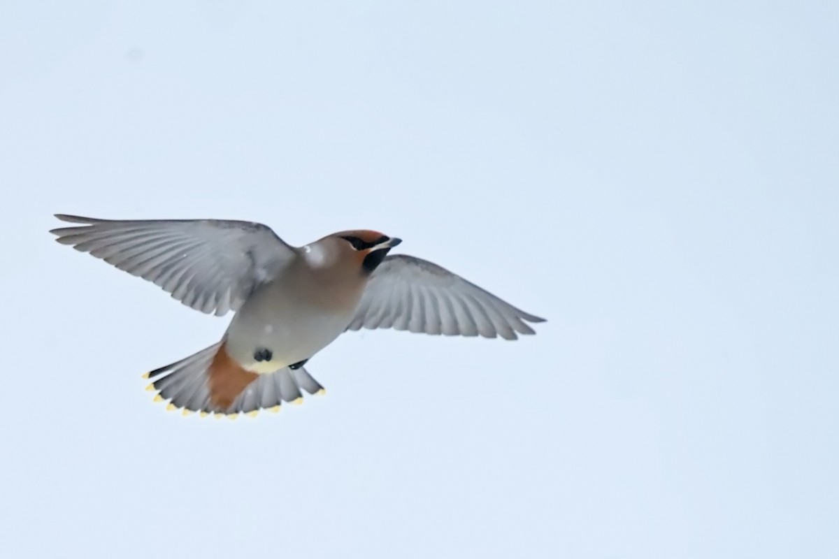 brkoslav severní - ML648520353