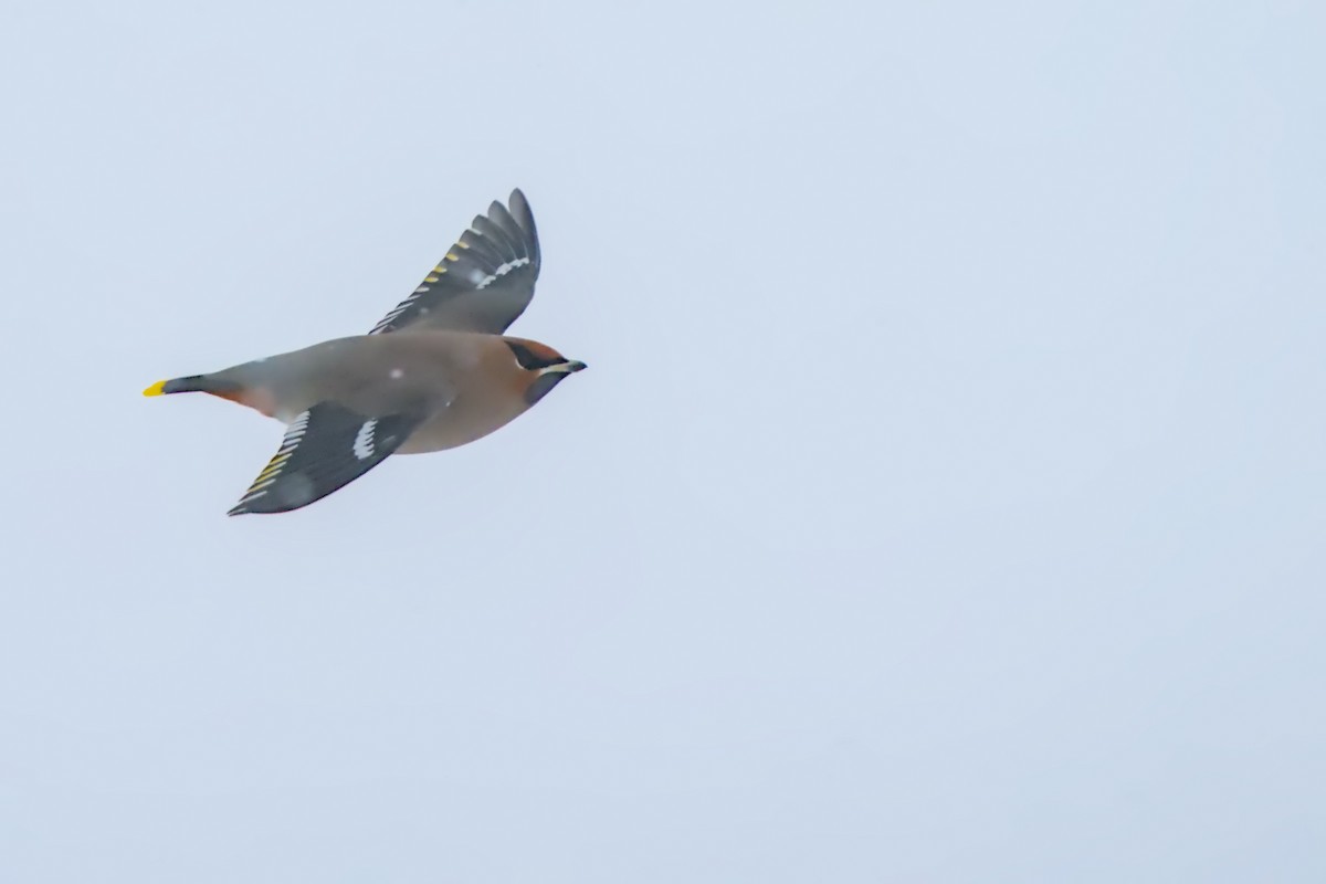 brkoslav severní - ML648520355