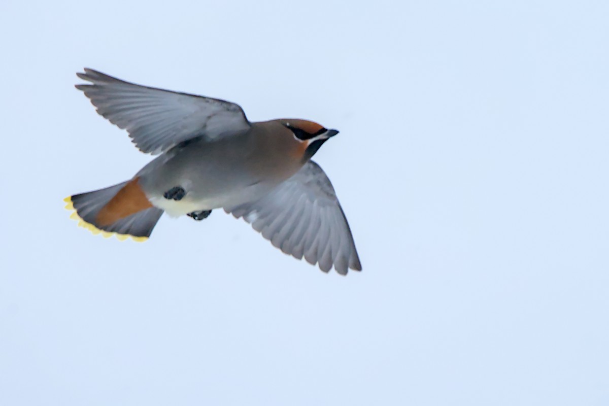 brkoslav severní - ML648520356