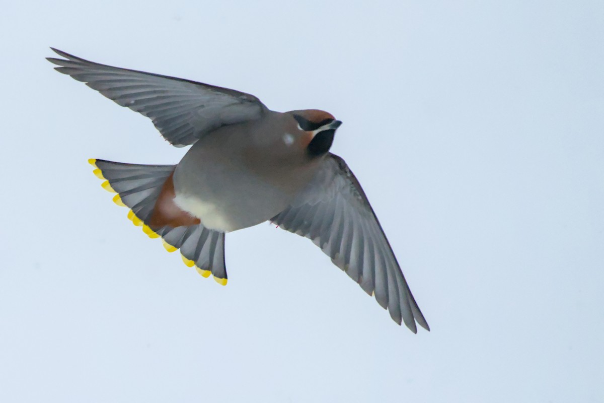 brkoslav severní - ML648520357