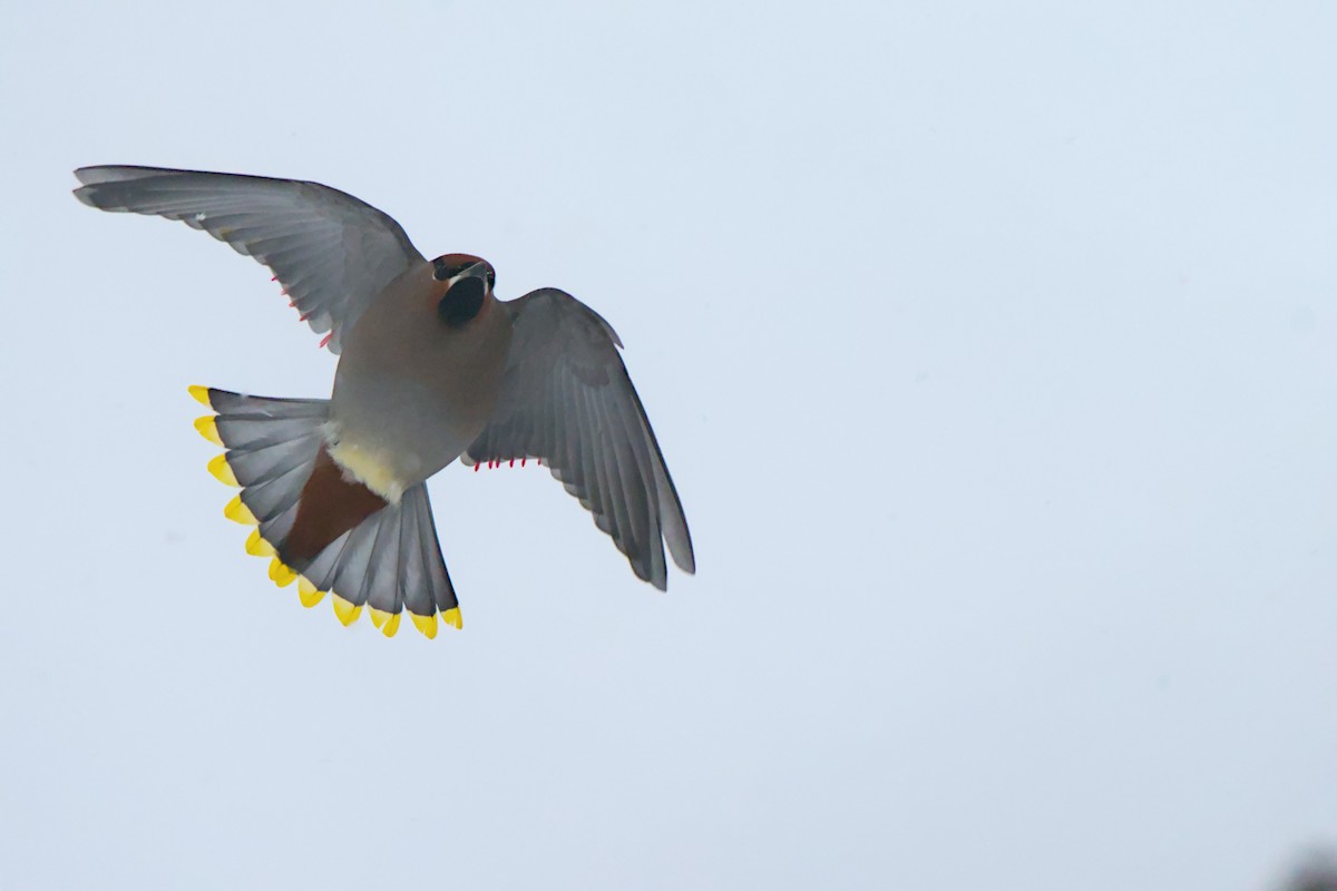 brkoslav severní - ML648520358