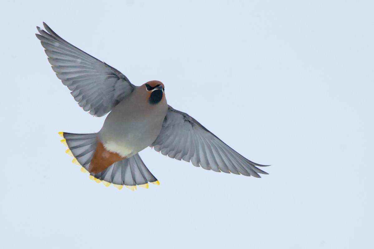 brkoslav severní - ML648520359