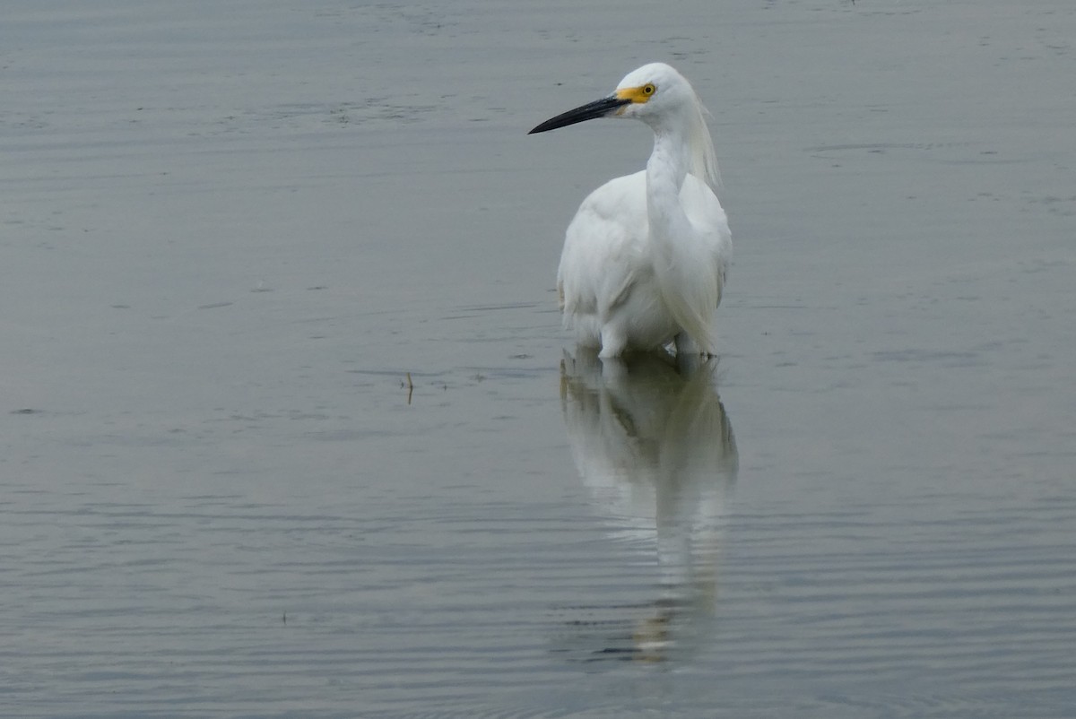 Snowy Egret - Jonathan Lautenbach