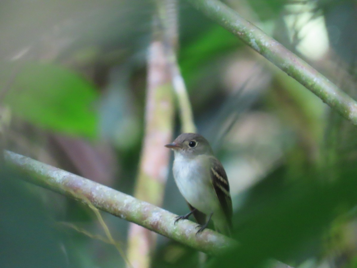 Acadian Flycatcher - ML648521013