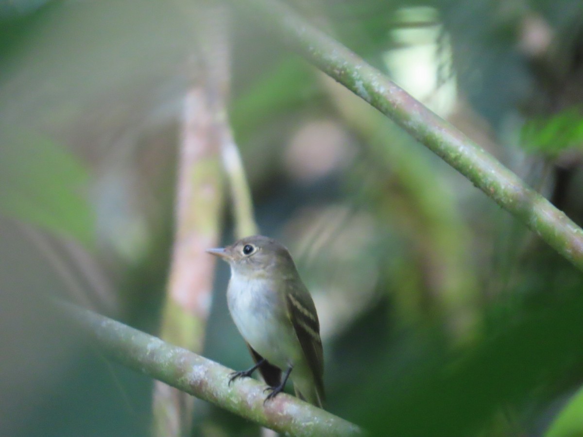 Acadian Flycatcher - ML648521014