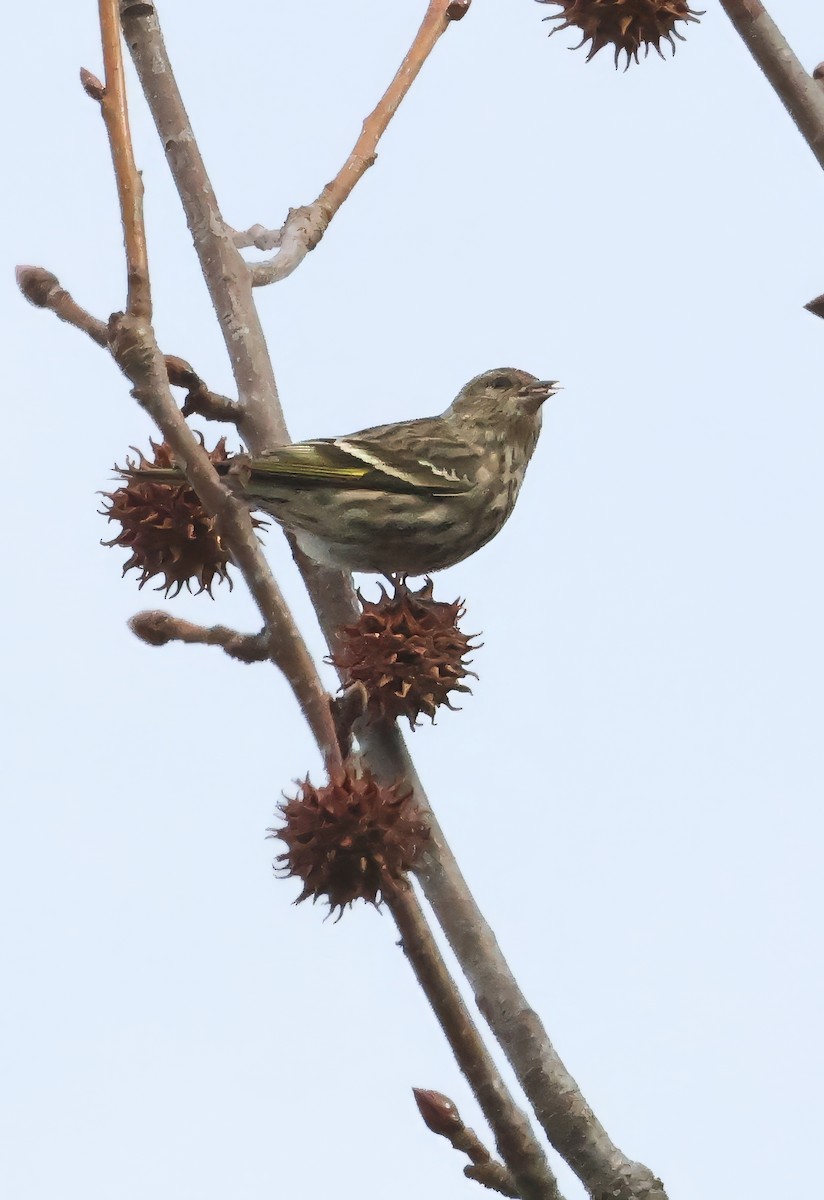 Pine Siskin - ML648521477
