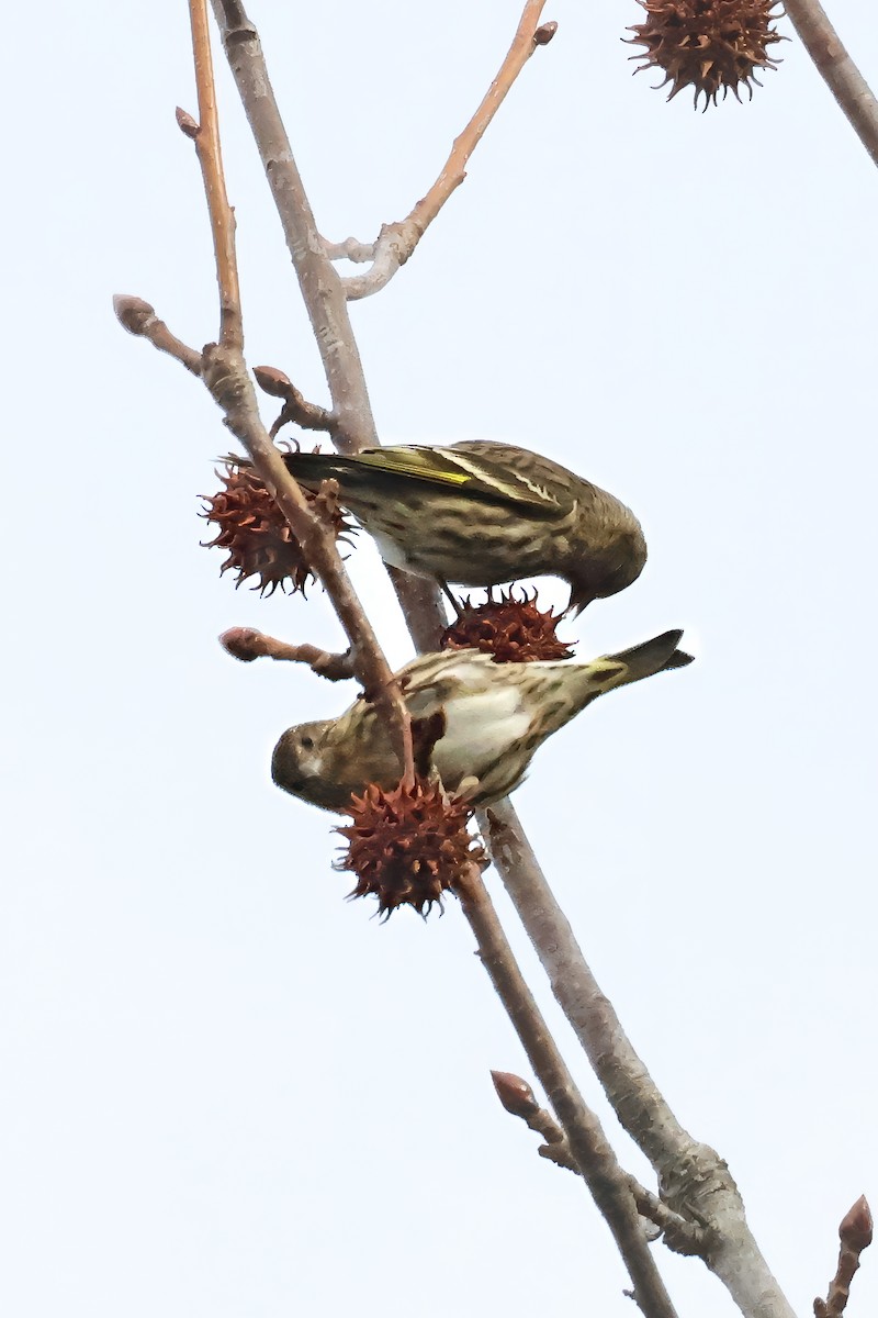 Pine Siskin - ML648521495