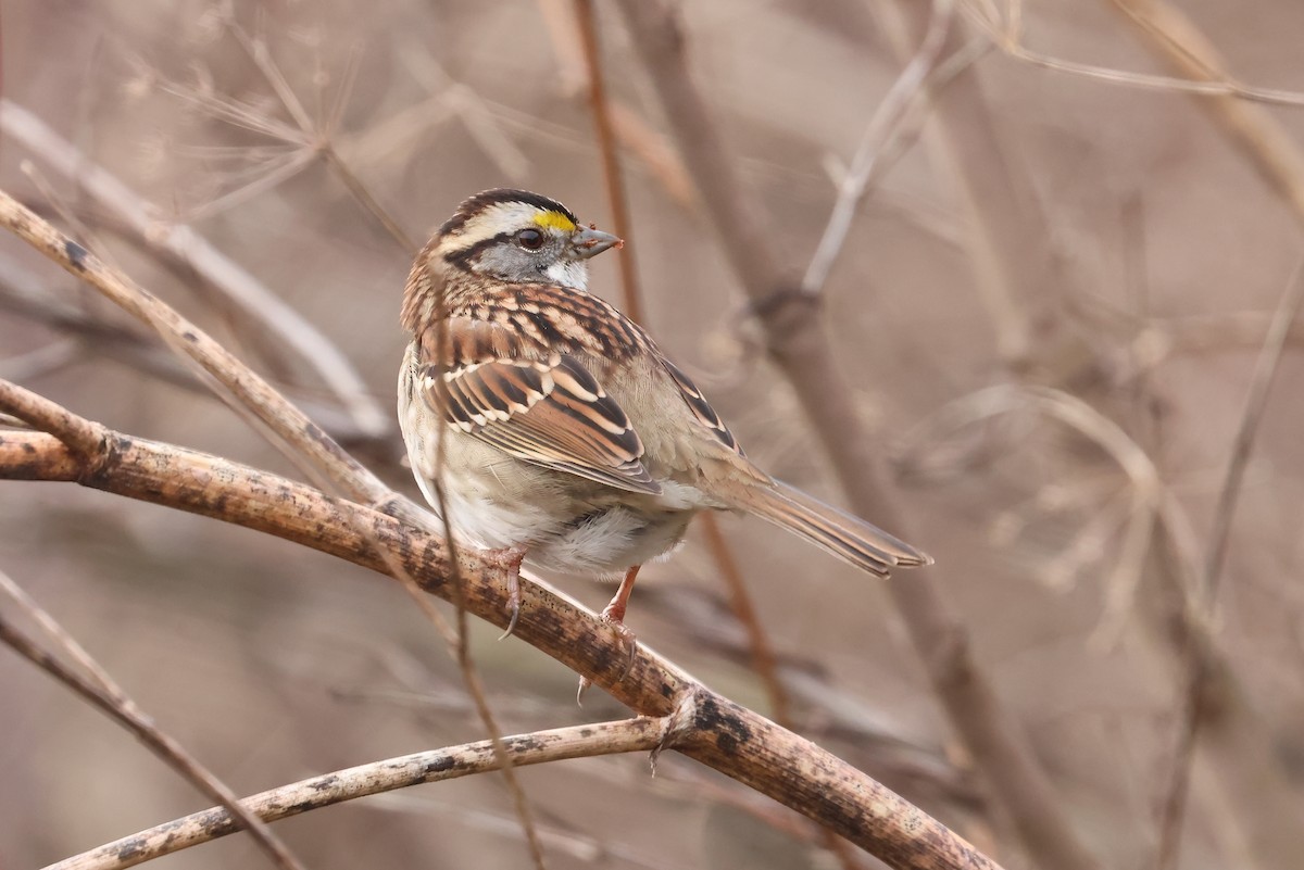 White-throated Sparrow - ML648521828