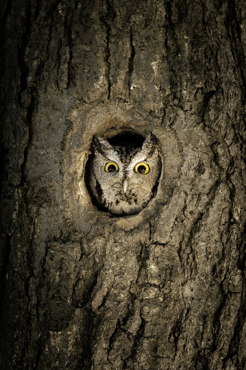 Сплюшка північна - ML648521855