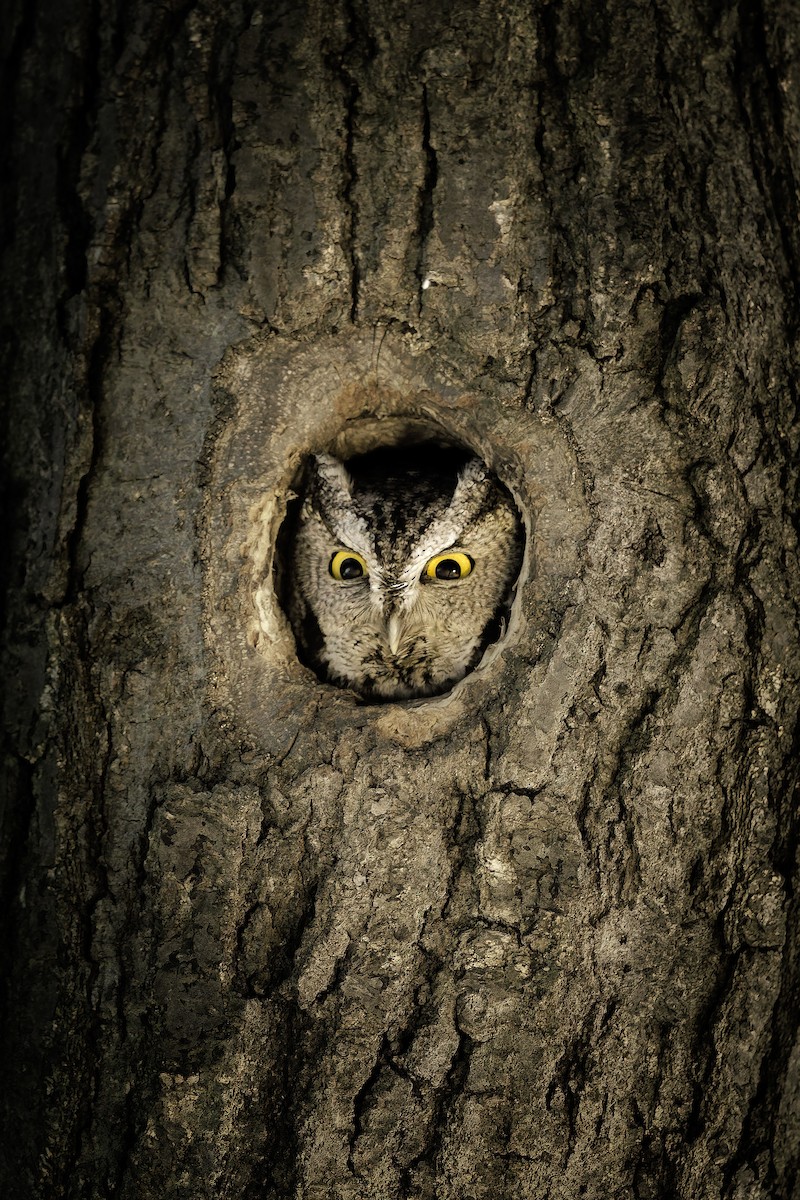 Сплюшка північна - ML648521856