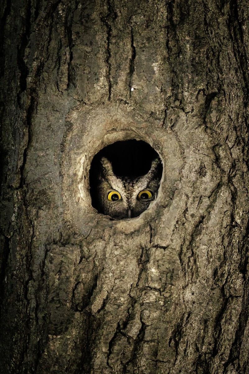 Сплюшка північна - ML648521857