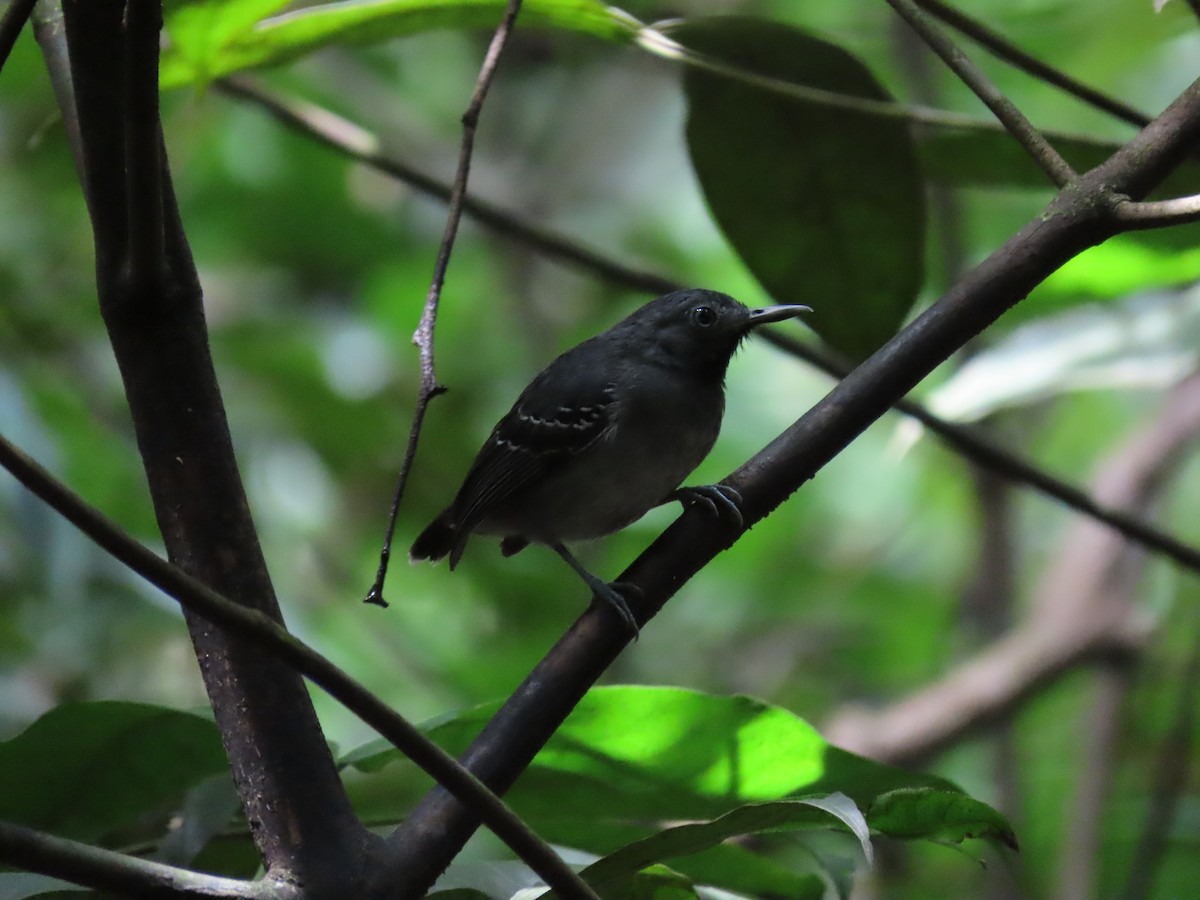 Чернобородая муравьеловка - ML648521926