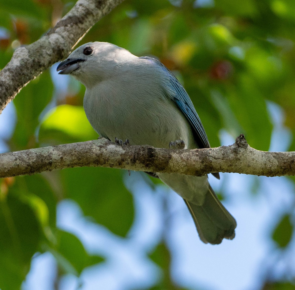 Blue-gray Tanager - ML648521930