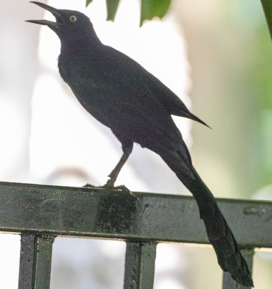 Great-tailed Grackle - ML648522007
