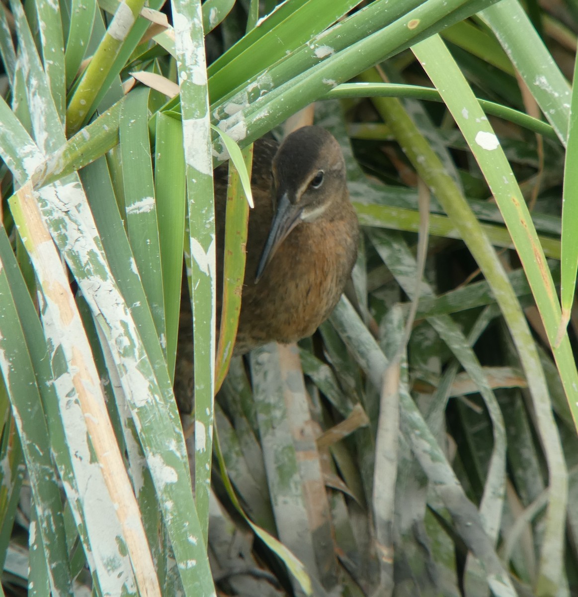 King Rail - Jonathan Lautenbach