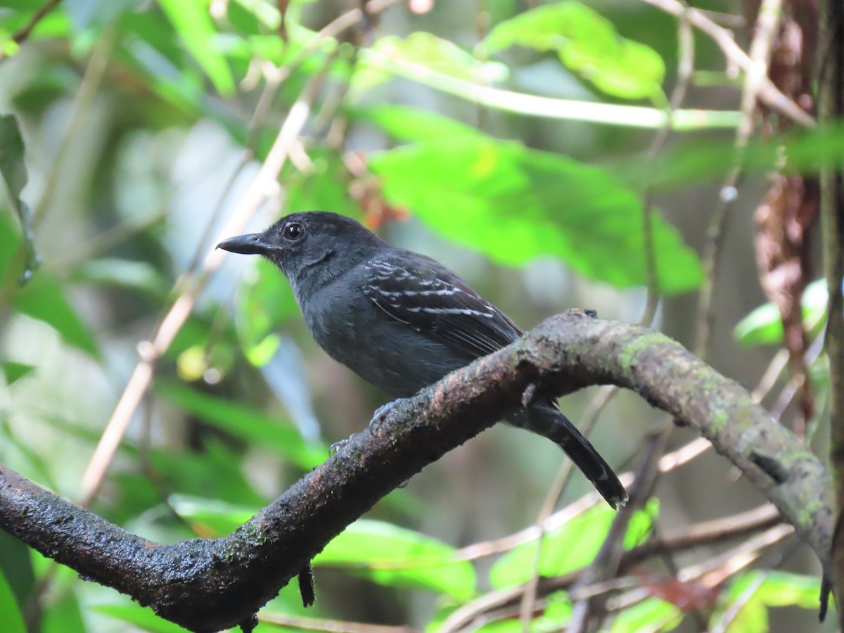 Серо-чёрный колючник - ML648522644