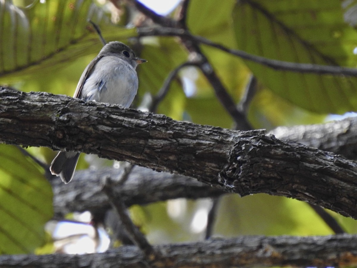 コサメビタキ - ML648522725