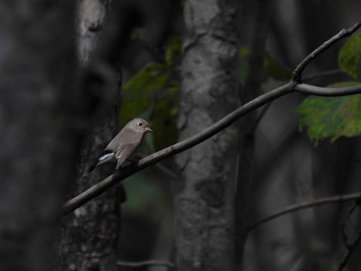 オジロビタキ - ML648522728