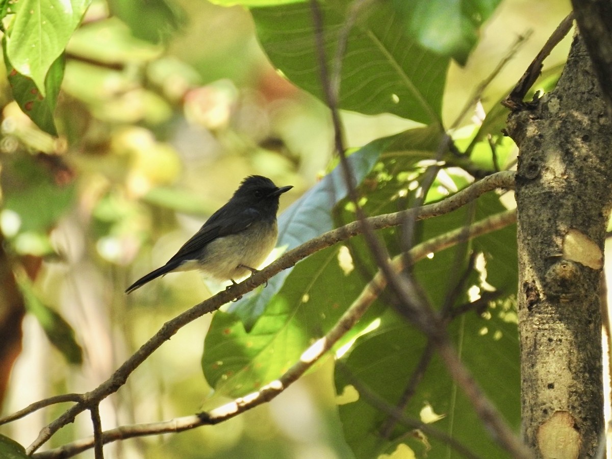 Hainan Blue Flycatcher (Blue-breasted) - ML648522736