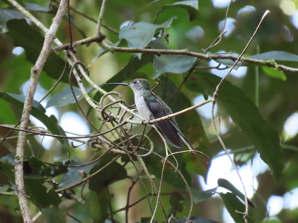 Серогрудый саблекрыл - ML648523103