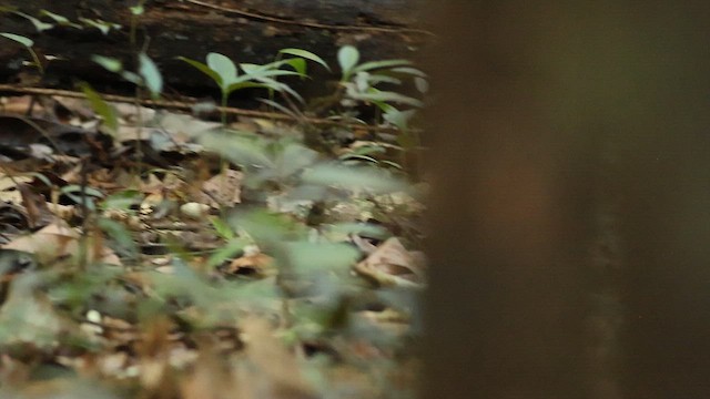 Красношапочная муравейница - ML648523132