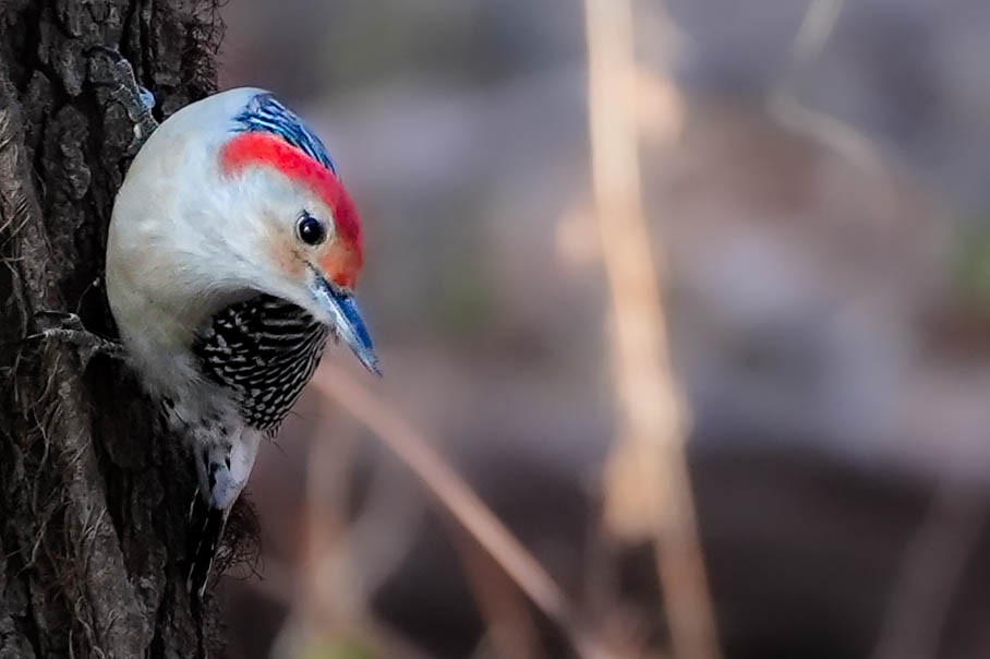 Red-bellied Woodpecker - ML648523271
