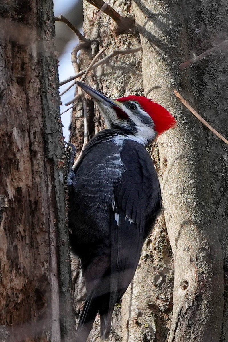 Pileated Woodpecker - ML648523278