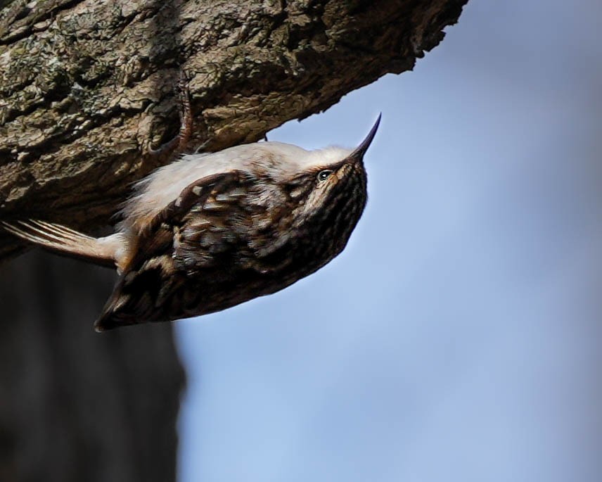 Brown Creeper - ML648523289