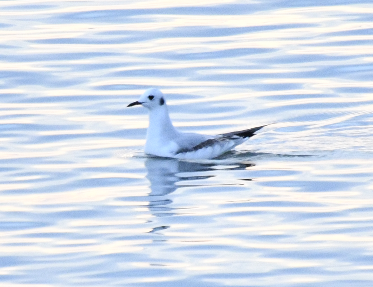 Bonaparte's Gull - ML648523325