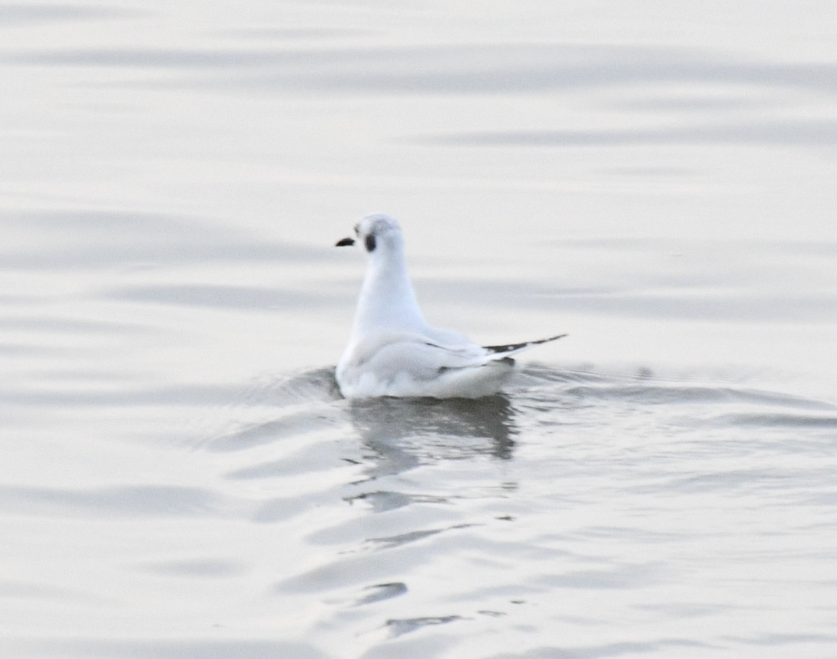 Bonaparte's Gull - ML648523326
