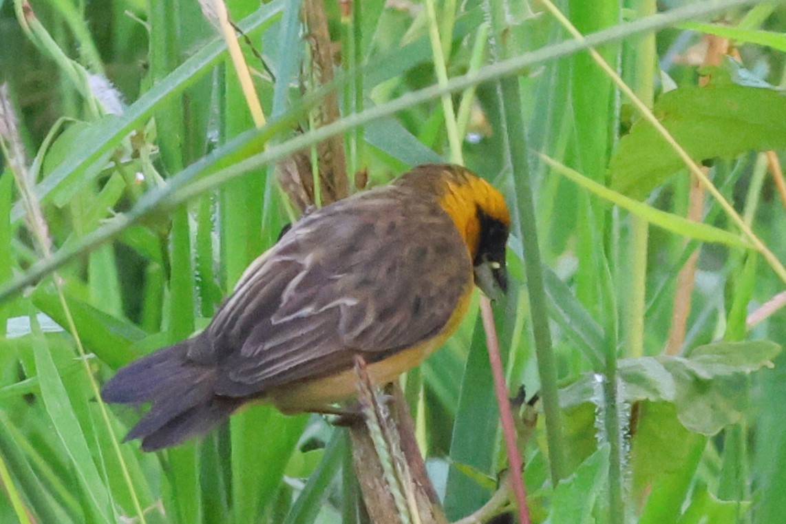 Желтобровый ткач - ML648524101