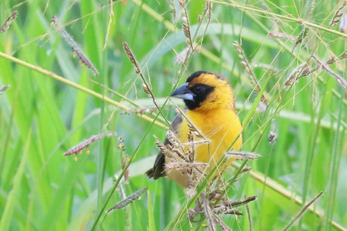 Желтобровый ткач - ML648524102