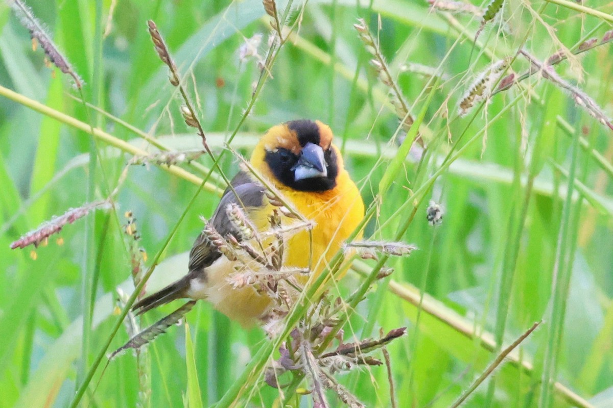 Желтобровый ткач - ML648524103