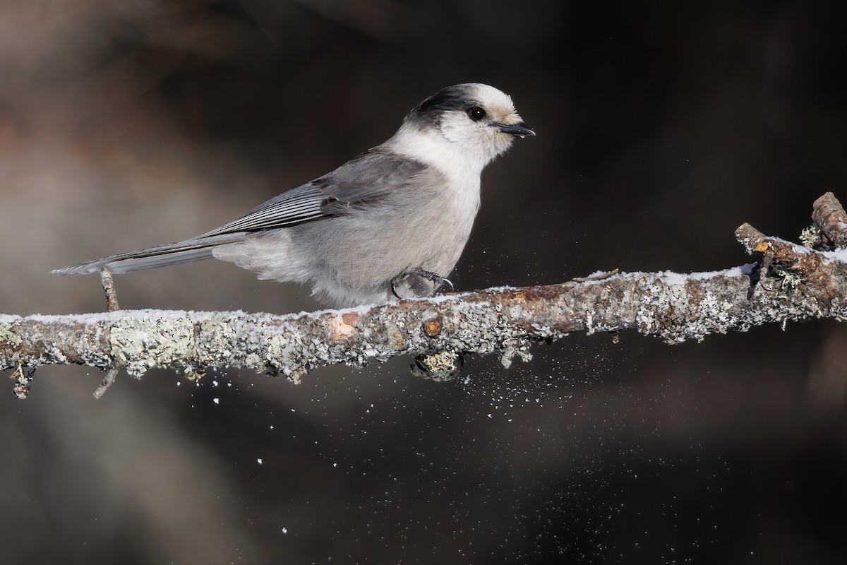 Canada Jay (Boreal) - ML648524286