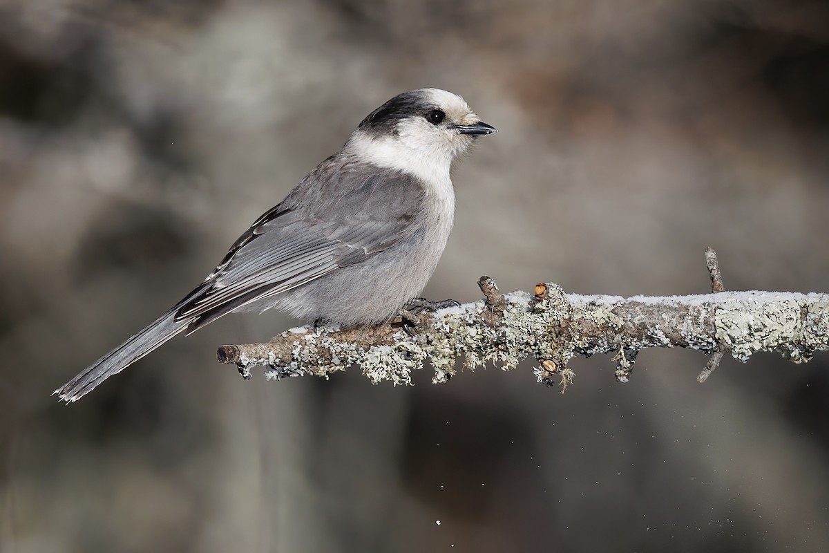 Canada Jay (Boreal) - ML648524287