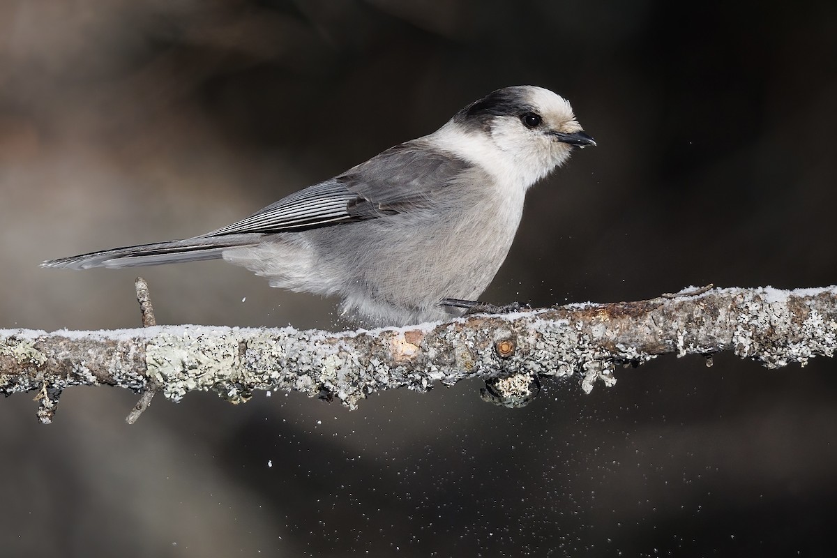 Canada Jay (Boreal) - ML648524288