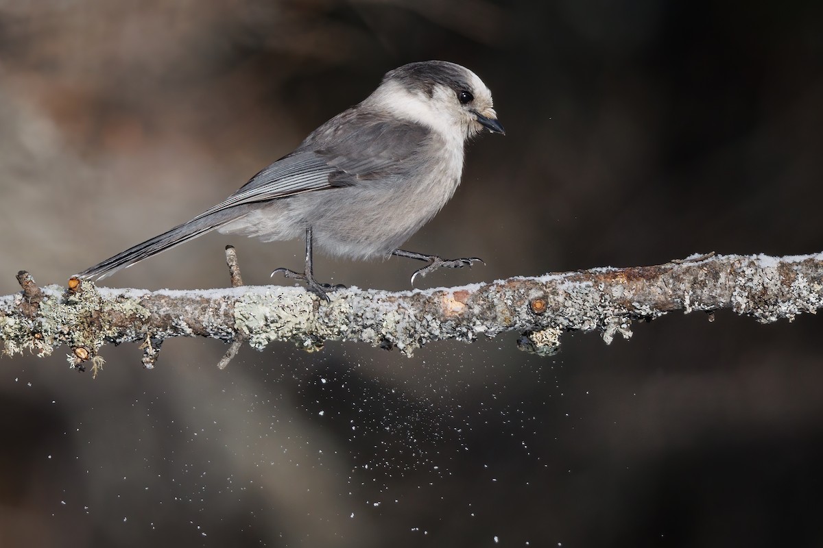 Canada Jay (Boreal) - ML648524290