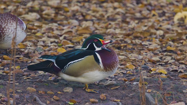 アメリカオシ - ML648524384