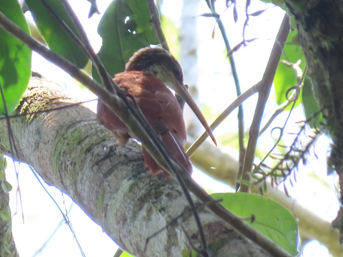 Длинноклювый древолаз - ML648524750