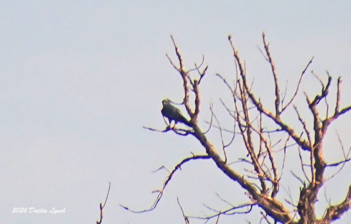 Mississippi Kite - ML648524944