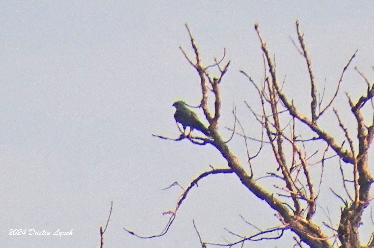 Mississippi Kite - ML648524945