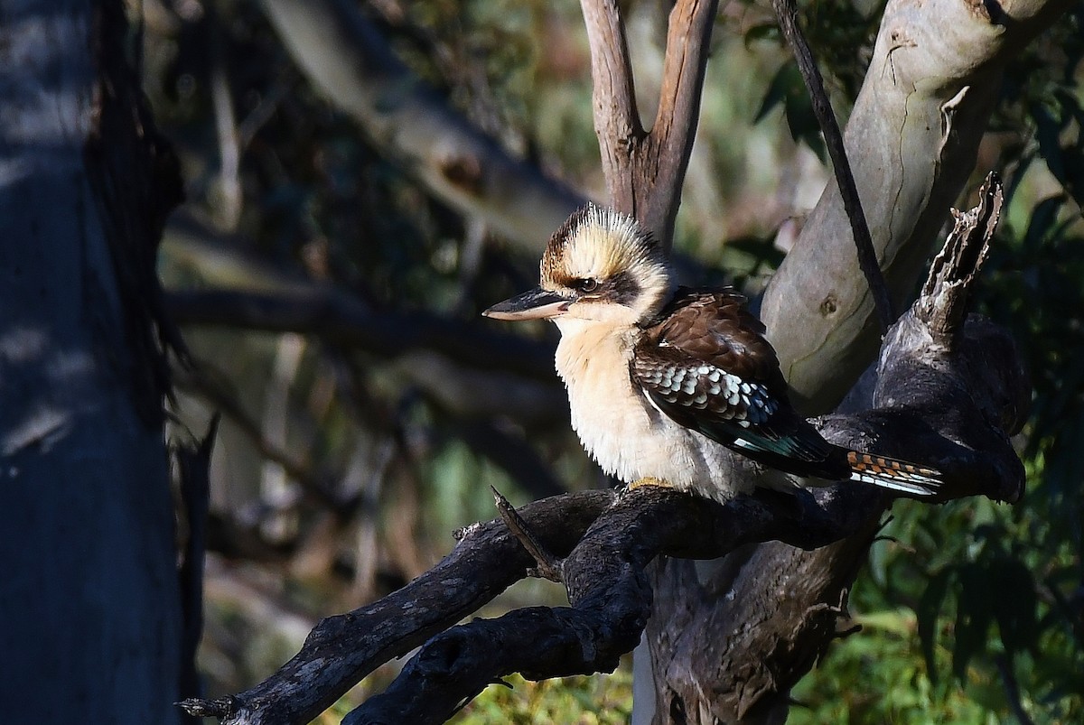 Laughing Kookaburra - ML64852501