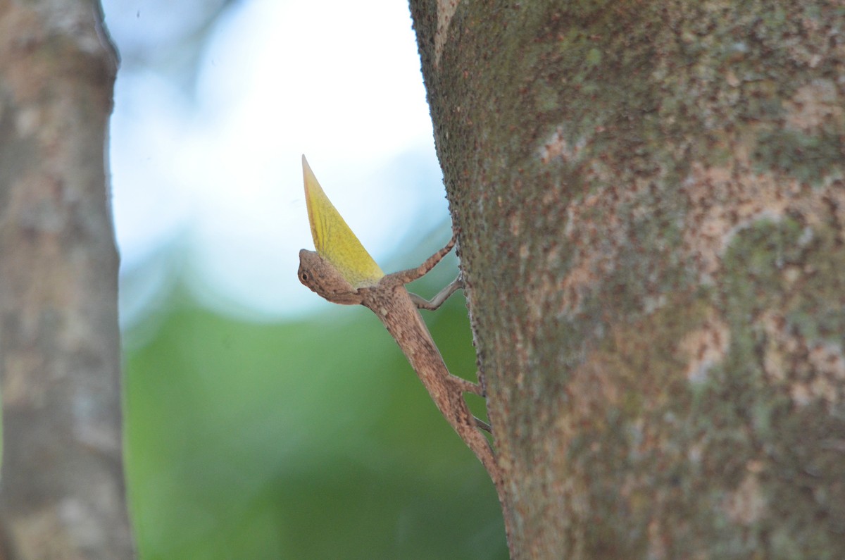 Philippine Flying Dragon - ML648525052