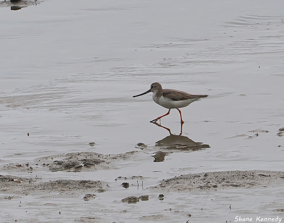 ソリハシシギ - ML648525621