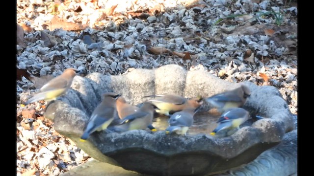 Sedir İpekkuyruğu - ML648525630