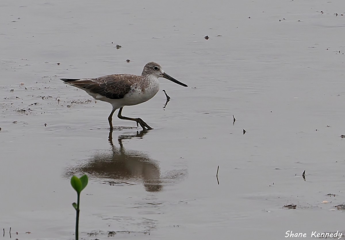 カラフトアオアシシギ - ML648525642