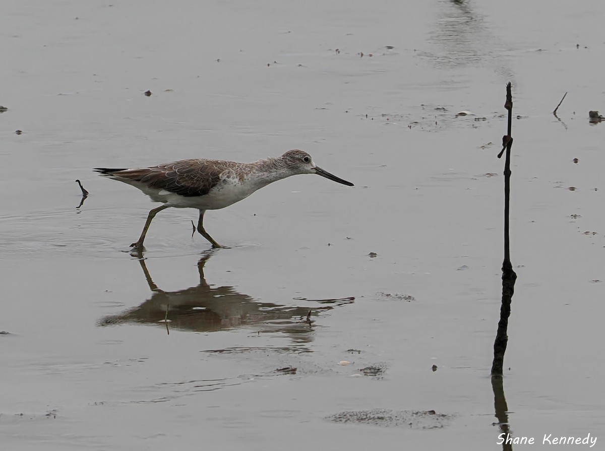 カラフトアオアシシギ - ML648525643