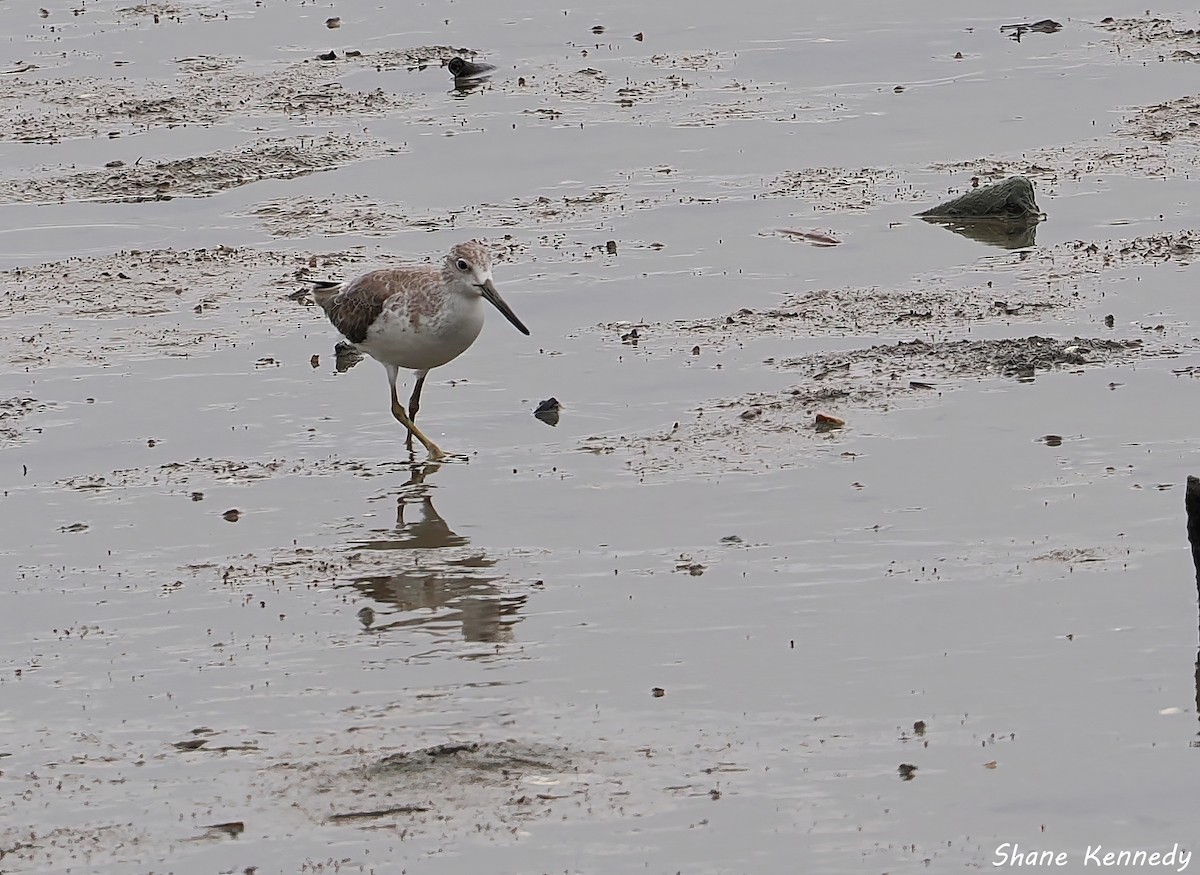 カラフトアオアシシギ - ML648525644