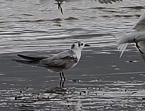 ハジロクロハラアジサシ - ML648525677